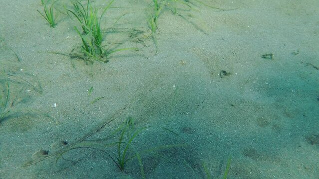 Marine fish Thornback Ray (Raja clavata) is so well camouflaged on the sandy bottom that it can only be seen when it is moving. Mediterranean.