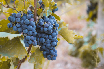 harvest of blue grapes. fields vineyards ripen grapes for wine
