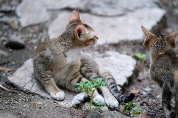 Cute playful kitten in an old house.