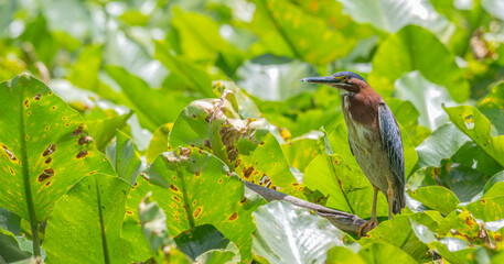 Little green heron ruffles its feathers.