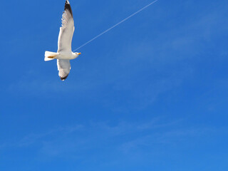 seagull fly against the azure sky