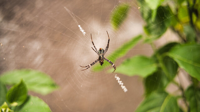 Spider, Argiope trifasciata, centered on elaborate web with nature backdrop