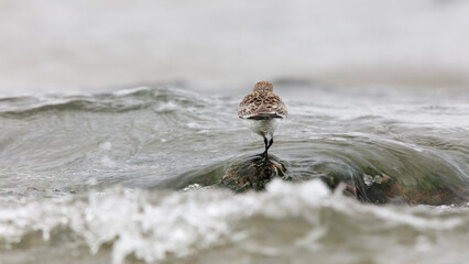 Wader bird balancing on a stone amid waves, Cantabria
