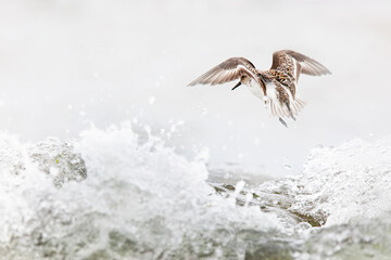 Wader bird in flight over turbulent water in Cantabria