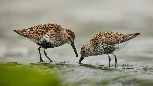Waders feeding in shallow waters in Cantabria, Spain