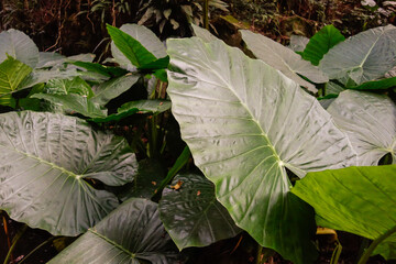 Colocasia gigantea, aka Giant elephant ear in brazilian forest