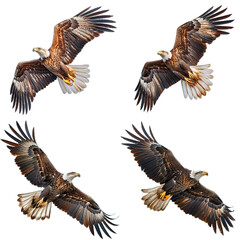 Fototapeta premium Bald Eagle Collection Flying in Four Powerful Dynamic Poses Isolated on Transparent Background generative ai