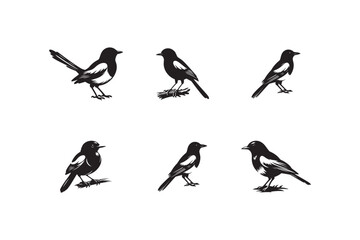 Set of magpie-robin silhouette vector illustration.