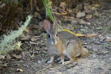 rabbit in the grass