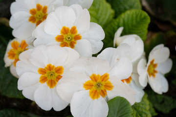 A Close-Up of a White Primrose Flower in Bloom, Captured in Vivid Detail