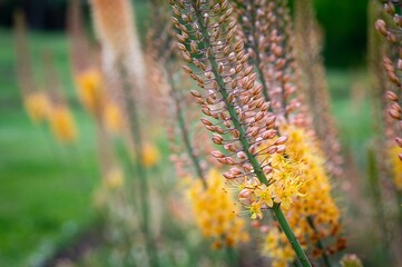 Eremurus isabellinus pinocchio cleopatra flowering ornamental plant, beautiful pink orange foxtail lily flowers in bloom, Desert Candle flower