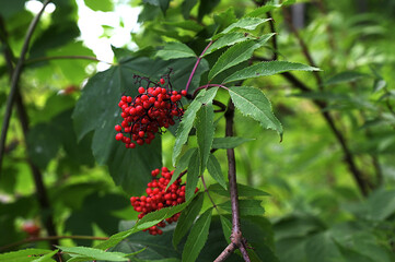 Red elderberry, Sambucus racemosa