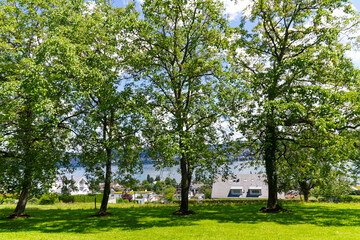 Scenic landscape with lawn and tees seen from hill at Swiss village of Rüschlikon on a sunny spring noon. Photo taken June 12th, 2024, Rüschlikon, Canton Zürich, Switzerland.