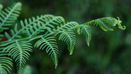 Green Leaf of wild fern
