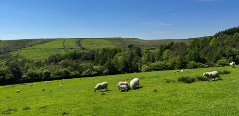Tranquil pastoral landscape, with grazing sheep in a lush green meadow under a blue sky, with gentle rolling hills marking the horizon near, Grane Road, Rossendale, UK © derek oldfield