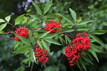 Red elderberry, Sambucus racemosa