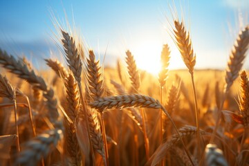 Fototapeta premium Vibrant golden wheat field glowing in the warm sunlight of a bucolic rural landscape