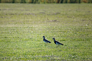 birds on the grass