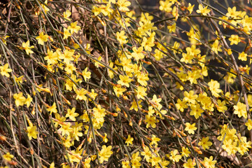 Beautiful Blooming Yellow Jasmine Flowers