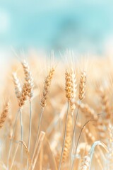 Fototapeta premium Abstract background of golden wheat ear in field with blue sky