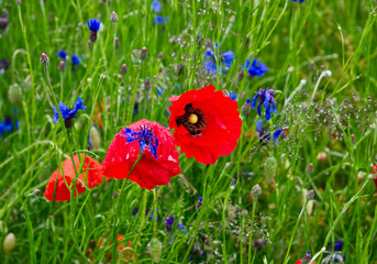 Red poppy with cornflowers