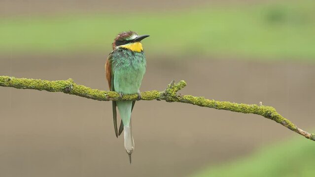 European bee-eater Merops apiaster bird songbird wildlife nature beautiful animal rain finch, animal, bird watching ornithology, flower bud fauna wildlife Europe