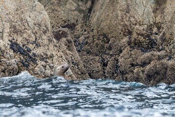 Steller sea lion near the rocks of Kenai-Fjords National Park, Alaska