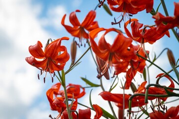 A coral lily wild flower isolated on blue sky background. Lilium pumilum.