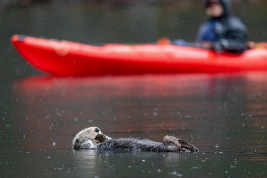 Sea otter floating on its back in the water with a red kayak in the background