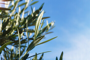 Closeup of an green olive tree  and blue sky with copy space