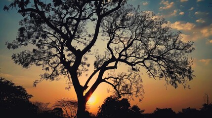 Nature silhouette photograph taken in the park during sunset
