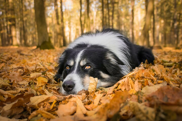 Autumn portrait of border collie in leaves. He is so cute in the leaves. He has so lovely face.	
