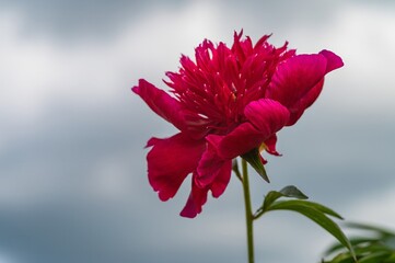 Red peonies in the garden. Blooming red peony. Closeup of beautiful red Peonies flower background.
