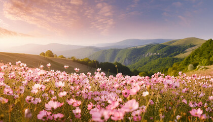 Fototapeta premium Field of pink spring or summer flowers with soft blurred background. Beautiful nature.
