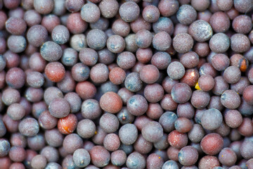 Close-up macro of an organic black mustard seed (Brassica nigra) on a background. An selection of aromatic Indian spices. Upper viewpoint.