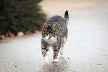 cat in the city in croatia. Tourists can pet it. A stray cat.	