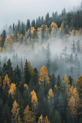 Misty Montana Forest Autumn Landscape in Pacific Northwest, Vector Style Animation