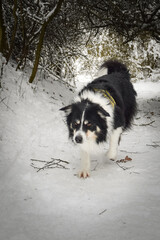 Tricolor border collie is running on the field in the snow. He is so fluffy dog.	
