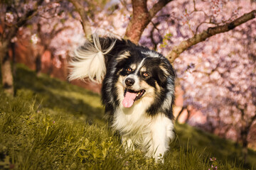 Spring photo of border collie, who is running in nature. Flowering trees in the Prague	