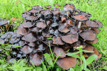group of Glistening inky caps in a dark brown color growing in grass