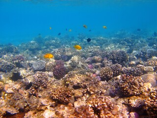 Yellow tropical fish and coral reef in blue sea. Beautiful seascape, corals and marine life. Underwater photography from snorkeling. Aquatic wildlife in ocean.