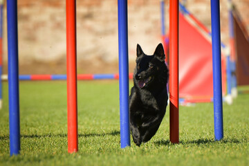 Dog is running slalom on his agility training on agility summer camp czech agility slalom.	
