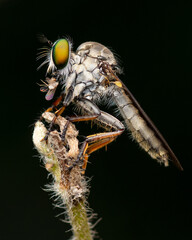 Robber Fly