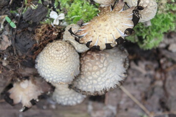 mushrooms in the forest