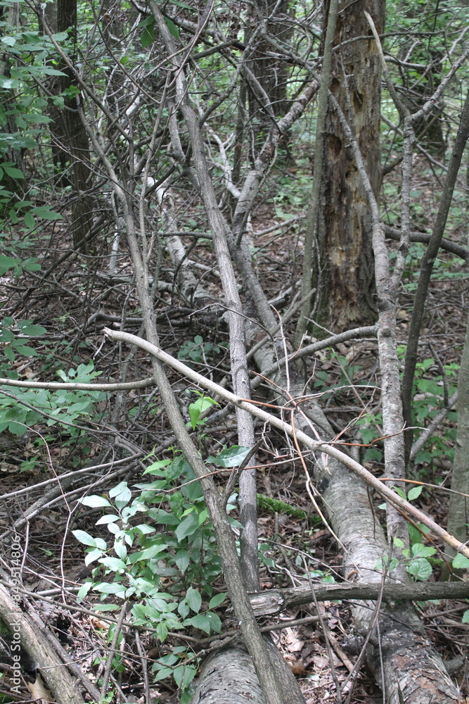 Wall mural tree in the forest