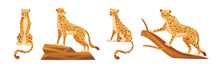 Cheetah as African Large Cat with Long Tail and Black Spots on Coat Vector Set