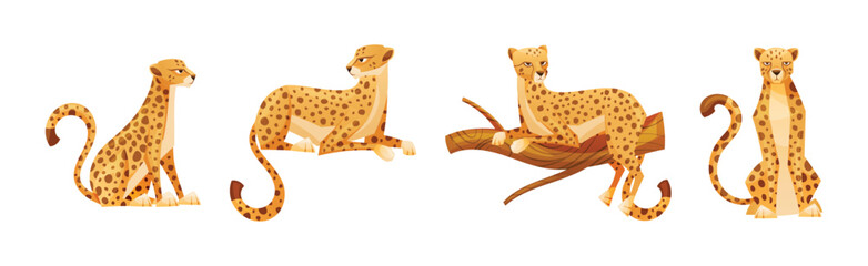 Cheetah as African Large Cat with Long Tail and Black Spots on Coat Vector Set © Happypictures