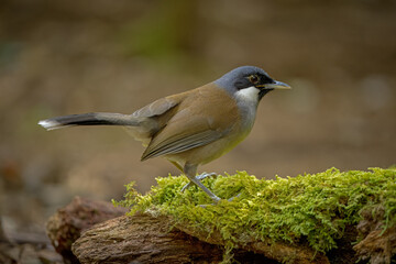 White-cheeked Laughingthrush perched on a moss-covered tree trunk