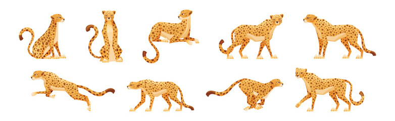 Cheetah as African Large Cat with Long Tail and Black Spots on Coat Vector Set