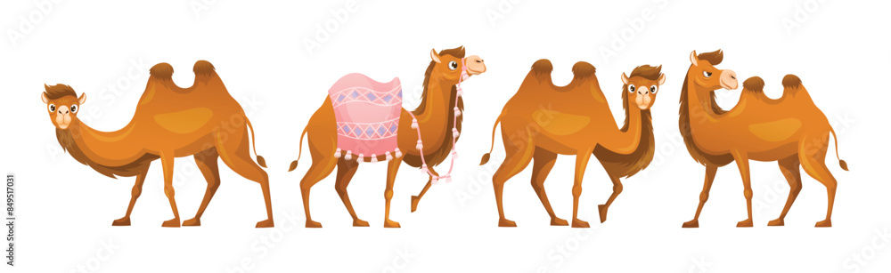 Poster brown camel as even-toed ungulate desert animal in different pose vector set